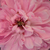 Rosa - Hybrid perpetual rosen - Jacques Cartier